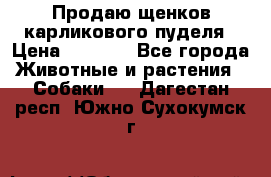 Продаю щенков карликового пуделя › Цена ­ 2 000 - Все города Животные и растения » Собаки   . Дагестан респ.,Южно-Сухокумск г.